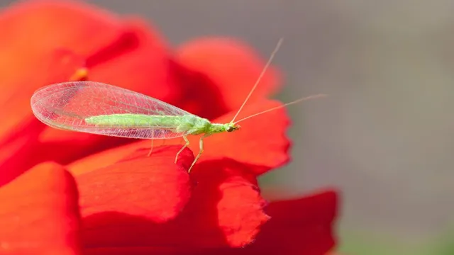 beneficial insect habitats