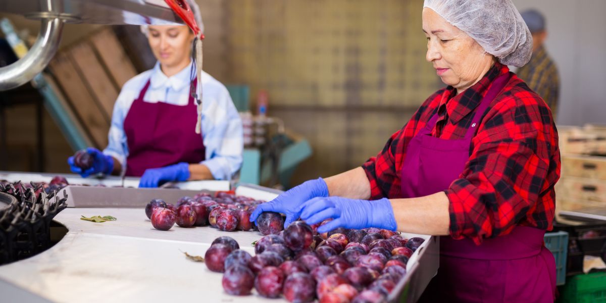 Produce Grading Systems